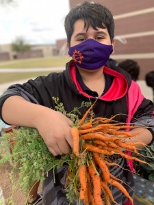 Boy holds up carrots from garden